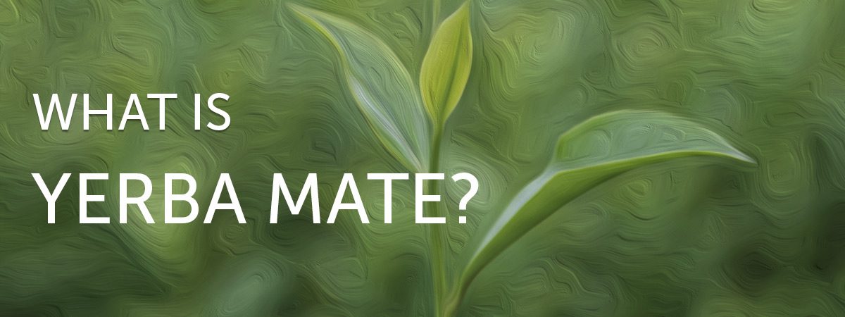 What is Yerba Mate?