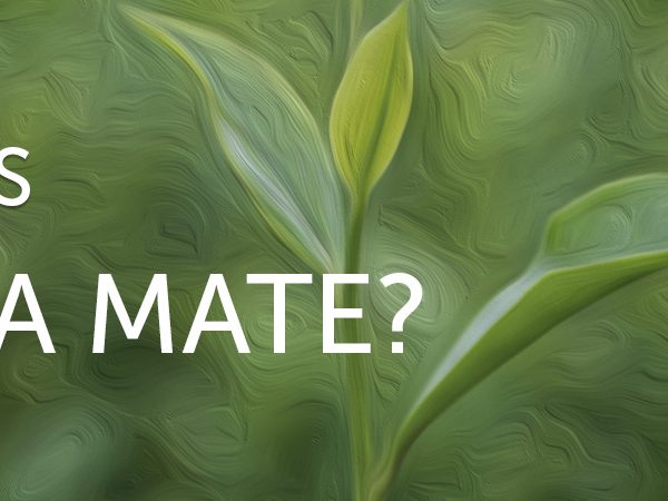 What is Yerba Mate?